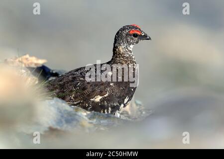 Rock ptarmigan, Snow chicken (Lagopus muta, Lagopus mutus), male, side view, France Stock Photo