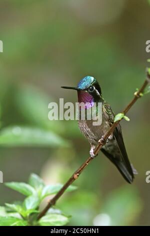 Purple-throated mountain gem (Lampornis calolaema), male perched on a branch, Costa Rica, Monteverde Stock Photo