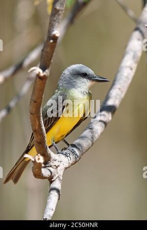 tropical kingbird (Tyrannus melancholicus), perching on a branch, side view, Costa Rica Stock Photo