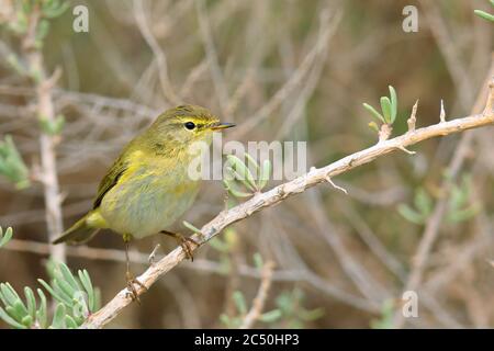 Canary Islands chiffchaff (Phylloscopus canariensis), perches on a twig, Canary Islands, Fuerteventura Stock Photo