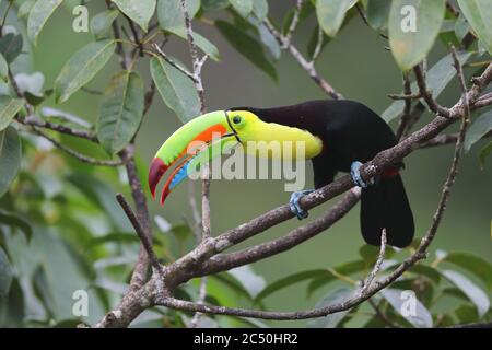keel-billed toucan (Ramphastos sulfuratus), perching on a branch, Costa Rica, Boca Tapada Stock Photo