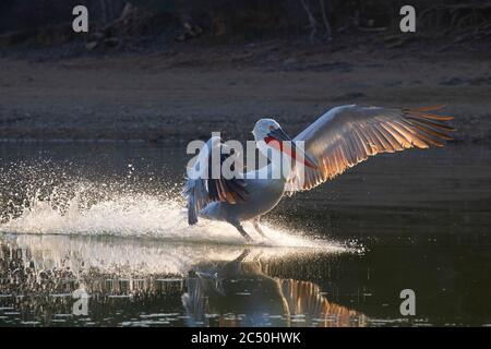 Dalmatian pelican (Pelecanus crispus), landing on the water with backlight, Greece, Lake Kerkini Stock Photo