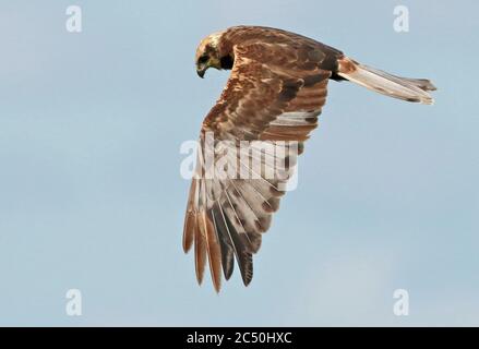 Western Marsh Harrier (Circus aeruginosus), male in flight, side view, Netherlands Stock Photo