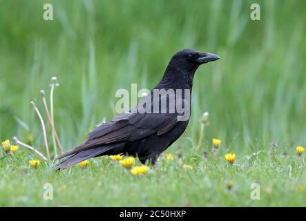 Carrion crow (Corvus corone, Corvus corone corone), perching in a dandelion meadow, side view, Netherlands Stock Photo