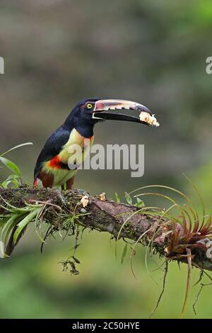 collared aracari (Pteroglossus torquatus), perches on a branch with a piece of banana in its bill, Costa Rica, Boca Tapada Stock Photo