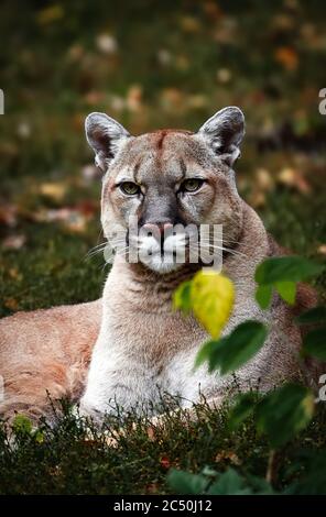 Portrait of Beautiful Puma in autumn forest. American cougar - mountain lion, striking pose, scene in the woods, wildlife America Stock Photo