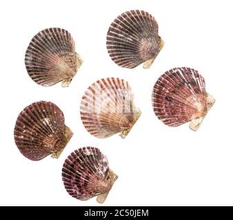 Many different real scallop shells isolated on white background. Stock Photo