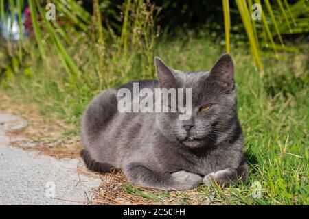 Silver grey cat laying on the sun Stock Photo