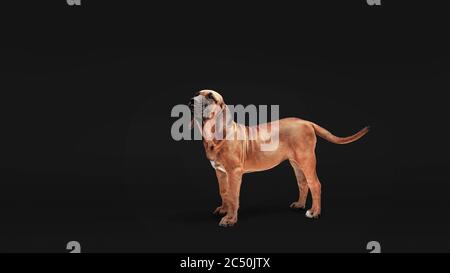 Mastiff Puppy. Brazilian Mastiff also known as Fila Brasileiro. Puppy on  white background Stock Photo - Alamy