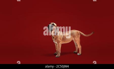 Brazilian Mastiff also known as Fila Brasileiro puppy in front of a white  background Stock Photo - Alamy