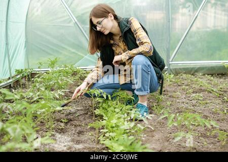woman grows organic vegetables and fruits in greenhouse taking care Stock Photo