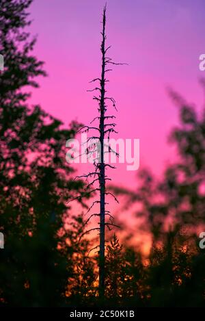 Fir tree snag surrounded by colourful midnight sun light in the forest located in Pello that is in the Finnish Lapland. Stock Photo