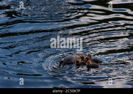 Coot birds - adult and chicks. Feeding in the pond Stock Photo