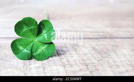 green shamrock, authentic four-leaf clover on gray wood background Stock Photo