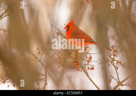 Male Cardinal perched on bush in Winter Stock Photo