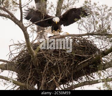 Nesting American Bald Eagle Pair Stock Photo - Alamy