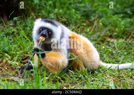 One diademed sifaka in its natural environment in the rainforest on the island of Madagascar Stock Photo