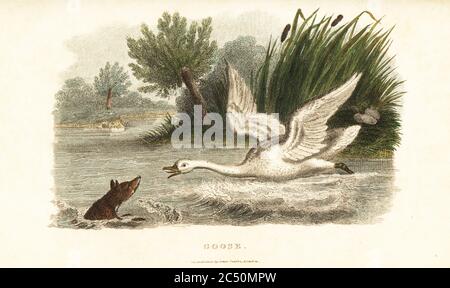 Female swan drowning a fox to protect her nest. From an incident observed on a pond in Pensy, Buckinghamshire. Mute swan, Cygnus olor (mislabeled goose on engraving). Handcoloured copperplate engraving from Reverend Thomas Smith’s The Naturalist’s Cabinet, or Interesting Sketches of Animal History, Albion Press, James Cundee, London, 1806. Smith, fl. 1803-1818, was a writer and editor of books on natural history, religion, philosophy, ancient history and astronomy. Stock Photo