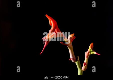 Lady slipper blossoms resemble an elegant shoe.  Plant is a succulent with orange red flowers.  Copy space on black background. Stock Photo