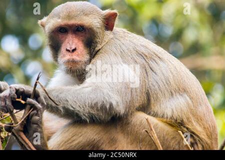 A wild Rhesus macaque (Macaca mulatta) in Delhi zoo sits on the Steel Bars with nervous face.  It is one of the best-known species of Old World monkey Stock Photo
