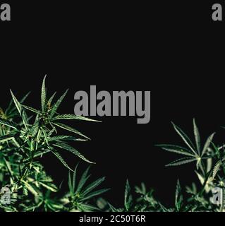 Border of green cannabis leaves on a black background. Stock Photo