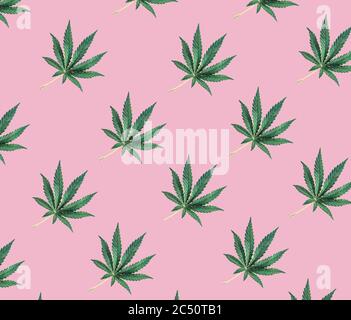 Pattern of green cannabis leaves on a pink background. Stock Photo