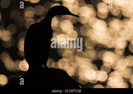 A European Shag against the evening sunlight into the Irish Sea Stock Photo