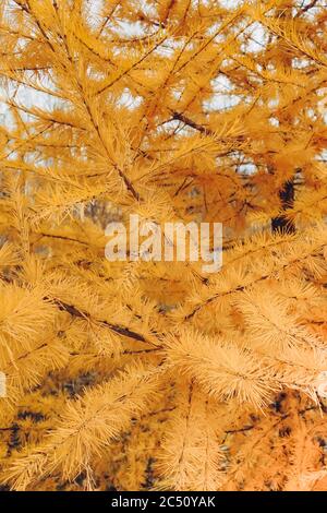 Autumn background. Larch branches with yellow needles in the fall. Close-up. Sunny day. Selective focus. Space for text. Stock Photo