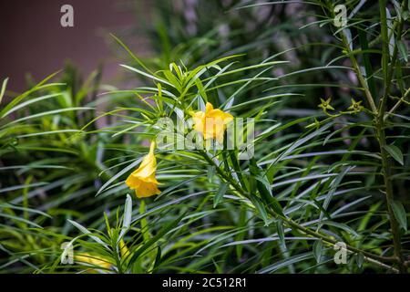 A beautiful Cascabela Thevetia flower (Yellow Oleander) in a tree on a summer day. With green leaf. Stock Photo