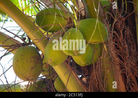 Fresh Coconuts on tree, Cocos nucifera, Satara, Maharashtra, India Stock Photo