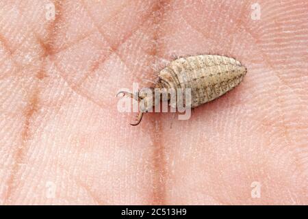 Antlion grub on hand, Myrmeleon formicarius, Satara, Maharashtra, India Stock Photo