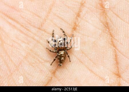 Dorsal of Male Jumping spider on hand, Male Hyllus semicupreus, Satara, Maharashtra, India Stock Photo