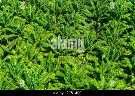 Aerial view of an African palm tree plantation for the production of palm oil, Amazon Rainforest. Stock Photo
