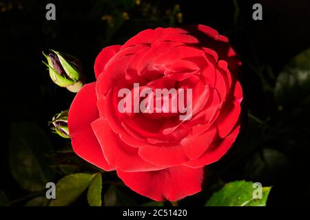 Red rose flower in full bloom Stock Photo