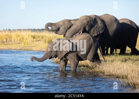 Elephant herd standing at river's edge drinking water in golden afternoon light in Chobe River in Botswana