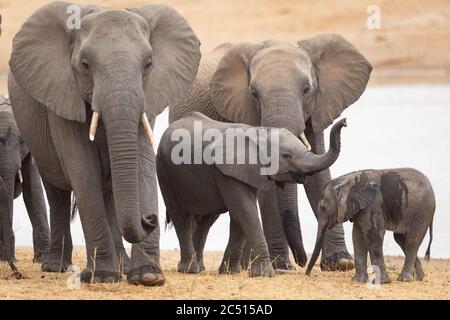 Small elephant herd standing together by water in Kruger Park South Africa Stock Photo