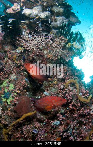 Pair of Coral Groupers, Cephalopholis miniata, Mioskon dive site, Dampier Straits, Raja Ampat, West Papua, Indonesia Stock Photo