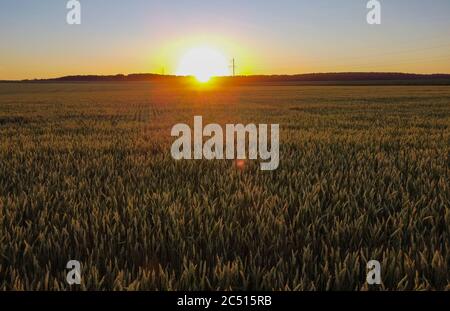 Sunset over a wheat field, ears of wheat glistening in the evening sun. Stock Photo