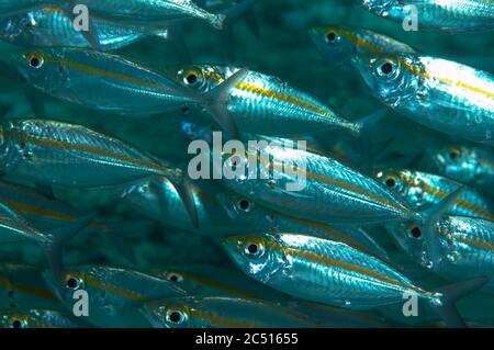 School of Yellowstripe Scad, Selaroides leptolepis, Cendana Pearl Farm Jetty, Waigeo Island, Raja Ampat, West Papua, Indonesia Stock Photo