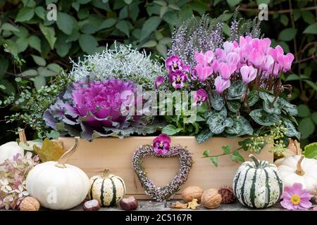 autumn flowers in pink in wooden box as autumn decoration Stock Photo