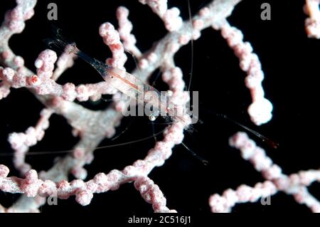 Translucent Gorgonian Shrimp, Manipontonia psamathe, Neptune's Sea Fan, Wayilbatan, Raja Ampat, West Papua, Indonesia Stock Photo