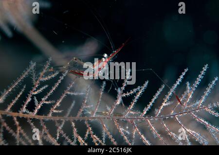 Gorgonian Shrimp, Manipontonia psamathe, Neptune's Sea Fan dive site, Wayilbatan, Raja Ampat, West Papua, Indonesia Stock Photo