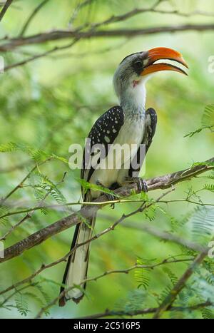 Jacksons Hornbill only found in North West Kenya and North East Uganda, Tockus jacksoni,  Kenya, Africa Stock Photo