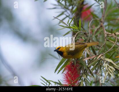 Specked Weaver bird at Maasai Mara National Reserve, Ploceus ocularis, Kenya, Africa Stock Photo