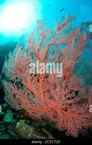 Sea Fan (Melithaea sp) with sun in background, Boo Point East dive site, Boo Island, Raja Ampat, West Papua, Indonesia Stock Photo