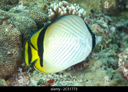 Vagabond Butterflyfish, Chaetodon vagabundus Batu Kapal dive site, Bandaneira, near Banda Island, Banda Sea, Indonesia Stock Photo