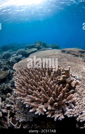 Staghorn Coral, Acropora sp, inside large Table Coral, Acropora sp, Lava flow, Banda, Banda Sea, Indonesia