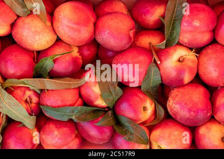 A close up view of delicious sweet an ripe nectarines in a basket Stock Photo