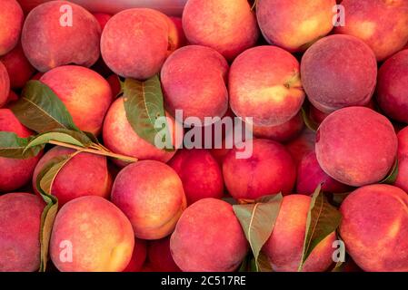 A close up view of delicious sweet an ripe peaches in a basket Stock Photo