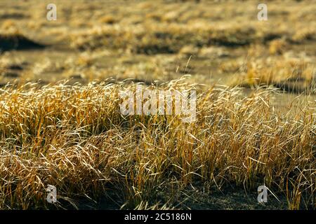 Golden grass in the Mongolian steppe, close-up. Stock Photo